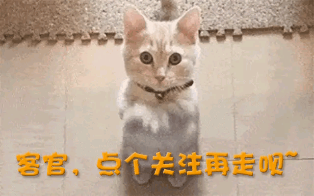 北京阅兵背后是两代人不变的爱国情怀！麻将胡了试玩模拟器旺旺二公子蔡旺庭飞(图7)