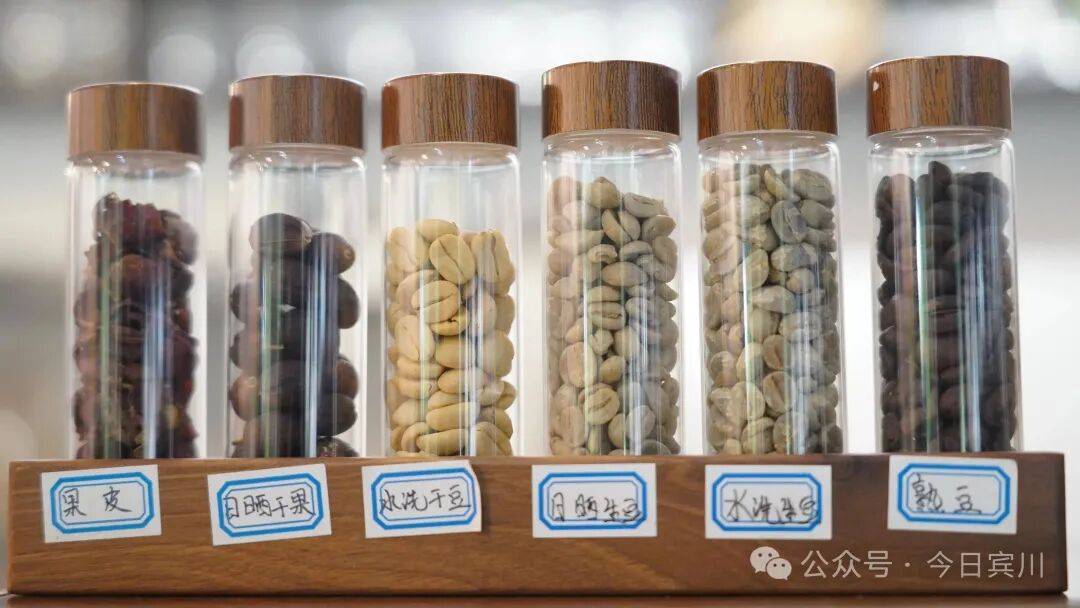 点名” 激活宾川咖啡产业新动能麻将胡了2模拟器全国“两会”“(图7)